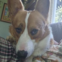 Prince - Pembroke Welsh Corgi