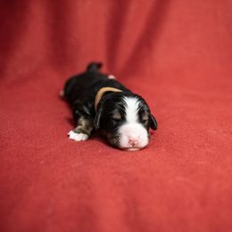 Dash - Black rust and white Bernese Mountain Dog puppy in Pisgah Forest, North Carolina from Holly Hill Berners