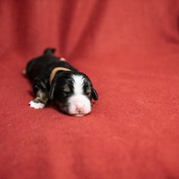 Dash - Black rust and white Bernese Mountain Dog puppy in Pisgah Forest, North Carolina from Holly Hill Berners