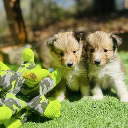 Shetland Sheepdog puppies from Jesstar Shetland Sheepdogs