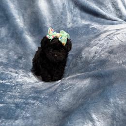 Sandy - Black female Havapoo puppy in Tennessee Colony, Texas from Poodle an Doodles 3:16