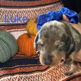 Luke - Dapple male Dachshund puppy in Sheridan, Wyoming from Scottland Ranch Dachshunds