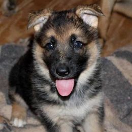 German Shepherd Puppies from Loujuan German Shepherd Dogs