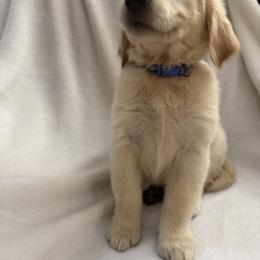 Golden Retriever Puppies from Sultan’s Goldens