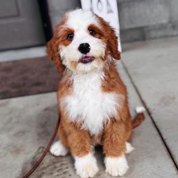 Allie (trained puppy) - Red female Bernedoodle puppy in Dundee, Ohio from Down Home Doodle
