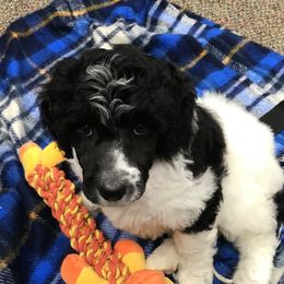 Poodle Puppies from PaintersPreciousPoodles