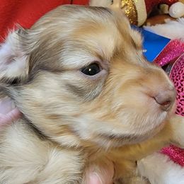 Snowflake - Sable female Dachshund puppy in Terlton, Oklahoma from CLARK'S BREEDING PROGRAM