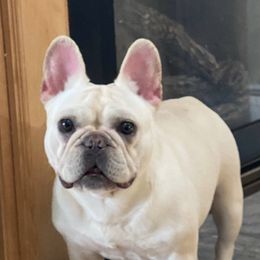 Legacy - French Bulldog