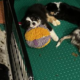 Australian Shepherd and Miniature American Shepherd Puppies from Alolan Angel Aussies
