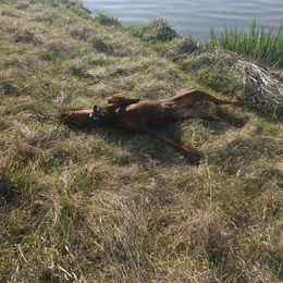 Doberman Pinscher All Grown Up from Veronnica Cumplido
