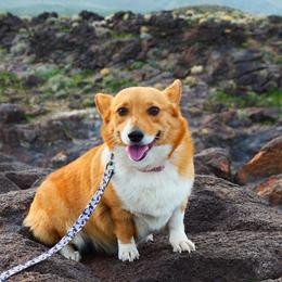 American Corgis and Pembroke Welsh Corgis from PiffNPuffcorgis