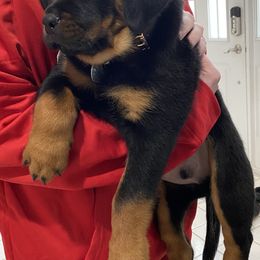 Rottweilers from Von Steinhausen Rottweilers