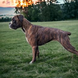 Wrangler - Boxer