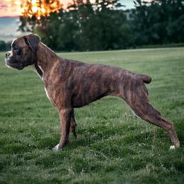 Wrangler - Boxer