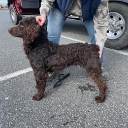 Scout - Brown male Boykin Spaniel puppy in Egg Harbor City, New Jersey from Big Medicine Kennel