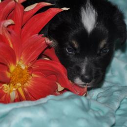 Pembroke Welsh Corgi Puppies from Larrchelle's Corgi's