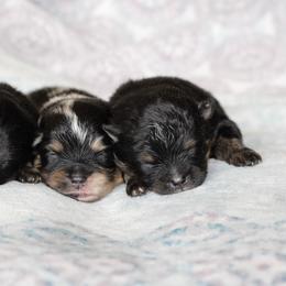 Pomeranian puppies from Hill Country Poms