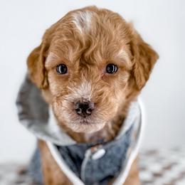Socks - Apricot male Goldendoodle puppy in Jamestown, Kentucky from Milk & Honey Doodles