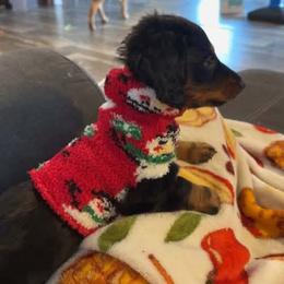 Dachshund Puppies from Champion Dachshunds