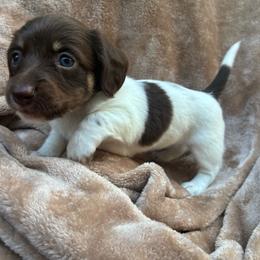 Stella Parton - Piebald female Dachshund puppy in Dobson, North Carolina from Oakleys Dachshund Haven