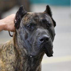 Red Bull - Perro de Presa Canario