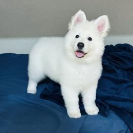 Berger Blanc Suisse Puppies from Moonlight Berger Blanc Suisses