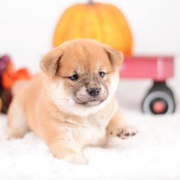 Apple Pie -FULL AKC REGISTRATION- - Red female Shiba Inu puppy in Neosho, Missouri from Kenny Cave K9s
