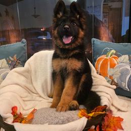 Astra Caelorum Imperatrix Elite Von Haus (No-No's) - Black and tan female German Shepherd puppy in Grants Pass, Oregon from Elite Von Haus German Shepherds
