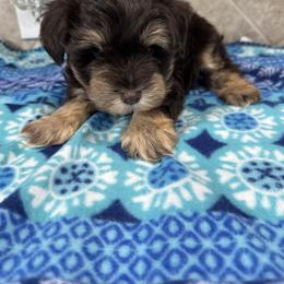 Kara-Archer - Parti male Miniature Schnauzer puppy in Pearland, Texas from K & S Schnauzers
