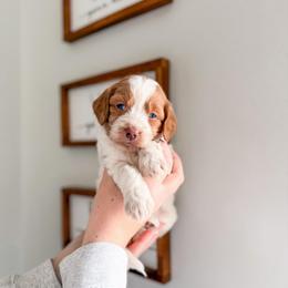 Everfrost - Parti female Goldendoodle puppy in Greencastle, Indiana from Willow & Co.