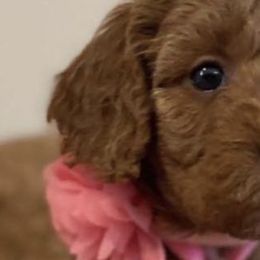 Bernedoodles and Goldendoodles from Doodleville