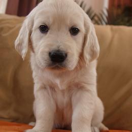 Orange Collar - Light golden male Golden Retriever puppy in Roseburg, Oregon from Unbound Goldens