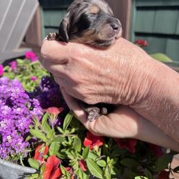 Boy 1 - Black and tan male Dachshund puppy in Gouverneur, New York from Dack Dachshunds