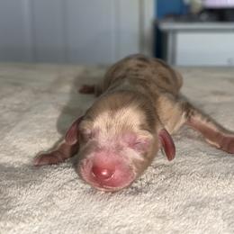 Chip - Dapple male Dachshund puppy in Newton, North Carolina from Sagebrush Doxies