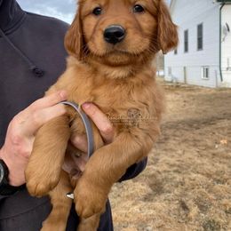 Grey M - Golden Retriever puppy in Hall, Montana from Goosetown Goldens