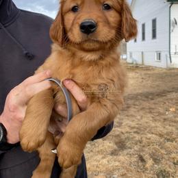 Grey M - Golden Retriever puppy in Hall, Montana from Goosetown Goldens
