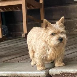 Ruth - Norwich Terrier