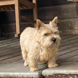 Ruth - Norwich Terrier
