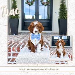 Mac - Red  male Goldendoodle puppy in Bell Buckle, Tennessee from Precious Puptown Doodles