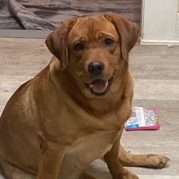 Rosie - Labrador Retriever