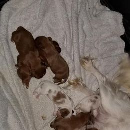 Cavalier King Charles Spaniel Puppies from Cavaliers of the County Macon
