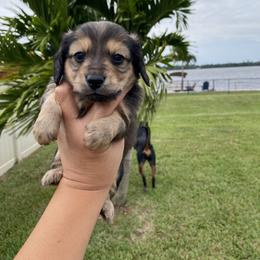 Dachshund Puppies from Dreamwork Dachshunds