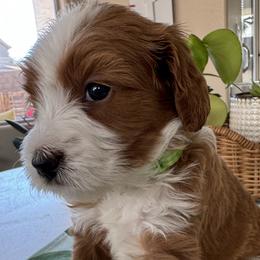 Twister - Parti male Goldendoodle puppy in Gilbert, Arizona from DogHouse Doodles