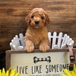 Bentley-Brown - Red  male Poodle puppy in Stockton, Utah from Mustanghills Doodles and Poodles