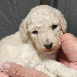 Goldendoodle and Poodle Puppies from Greg Ridgeway