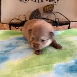 Girl 1 - Chocolate female Pomsky puppy in Bucyrus, Missouri from Hill Top Pomskies