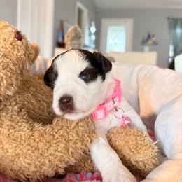 Dolly - Parti female Miniature Schnauzer puppy in Deltona, Florida from LIZ FANCY SCHNAUZERS