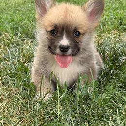 Toast - Red male Pembroke Welsh Corgi puppy in Hand County, South Dakota from Hills End Corgis