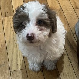 Louis - Chocolate and white male Havapoo puppy in Cadillac, Michigan from Growing by 4 Paws Doodles Cadillac