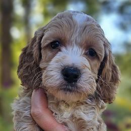 Harris - Buff and white male Cockapoo puppy in Mocksville, North Carolina from Hunting Creek Kennels & Farm